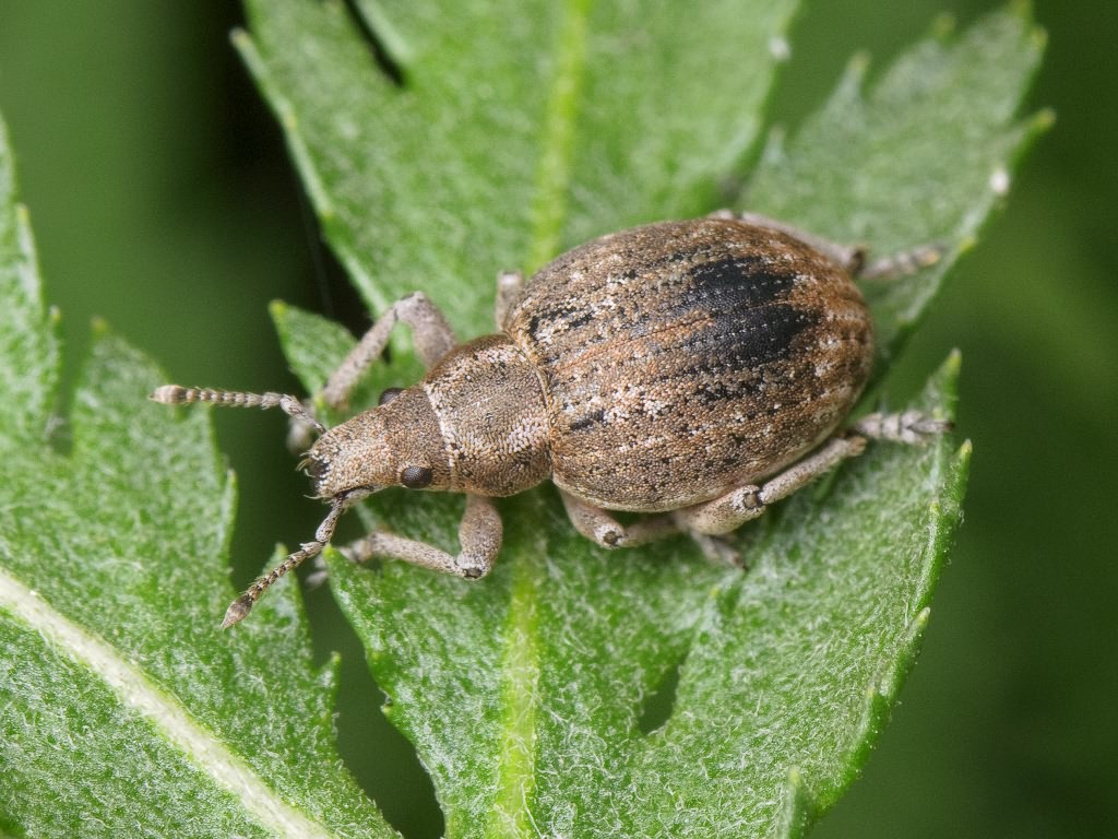 Attactagenus albinus (Boheman, 1833)
